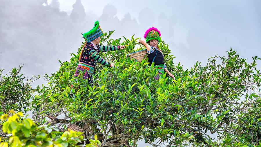 优惠贸易福利：美国熟悉越南作为发展中国家