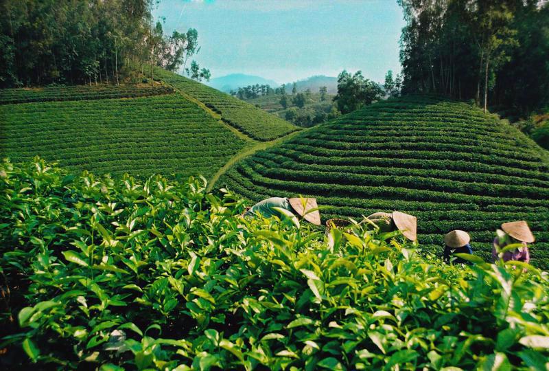 越南最活跃的国家在亚洲促进双重过渡：汇丰银行