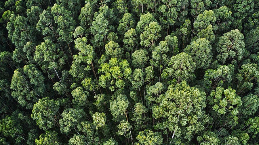 越南2021-2030年国家林业规划：主要目标