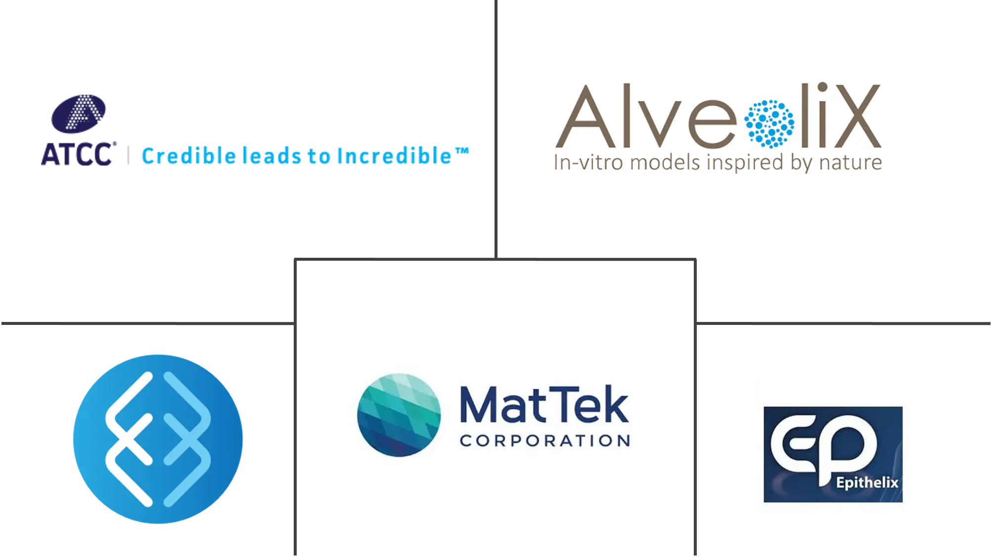 体外肺模型市场规模和份额